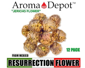 6 Pack Rose of Jericho Resurrection Flower Jericho Rose