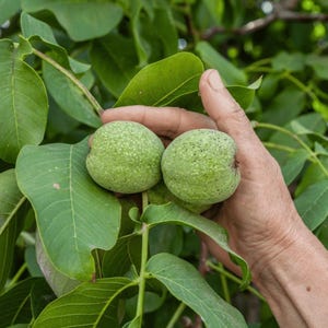 May include: Two round, green, textured walnuts in their outer husks attached to a branch with several large, smooth, pinnate green leaves. The walnuts are held together, showcasing their spherical shape and bumpy, light green surface texture.