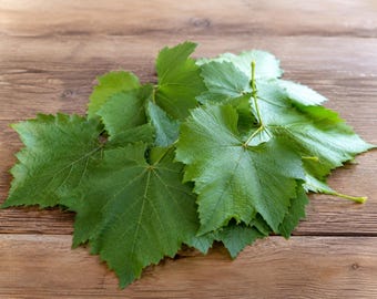 Fresh Harvested Grape Leaves for Dolmas, Mediterranean Cooking, Butterfly Habitat