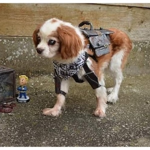 Könnte beinhalten: Ein kleiner, brauner und weißer Hund, der eine braune Lederweste mit einer Metallbox auf dem Rücken trägt. Der Hund trägt ein schwarz-weißes Bandana um den Hals. Der Hund steht auf einer Betonfläche. Im Vordergrund befindet sich eine kleine, braune Box mit dem Text "Vault-Tec" darauf.
