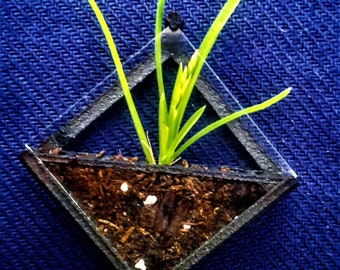 Pine Planter Bill comes with compost and organic seeds
