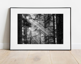Coastal Forest Fog Trees Oregon Landscape Pacific Northwest PNW - Black and White Wall Art Photograph Print