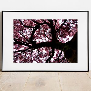 Pink Tulip Magnolia Flower Tree in Bloom Pacific Northwest PNW Spring - Wall Art Photograph Print
