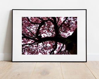 Pink Tulip Magnolia Flower Tree in Bloom Pacific Northwest PNW Spring - Wall Art Photograph Print