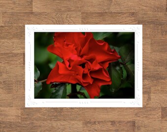 Red Floral Flowers Flora Botanical Folded Blank Embossed Greeting Note Card - Photography Gifts Stationery