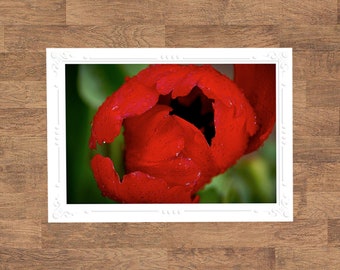 Red Tulip | Floral Flowers Flora Botanical Folded Blank Embossed Greeting Note Card - Photography Gifts Stationery