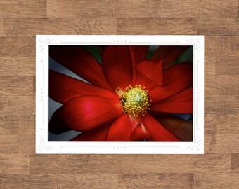 Red Floral Flowers Flora Folded Blank Embossed Greeting Note Card - Photography Gifts Stationery