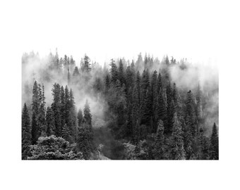 Forest Fog Matted Print 11 x 14