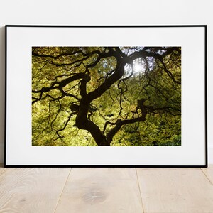 Japanese Maple Tree at Portland Japanese Garden - Wall Art Photograph Print