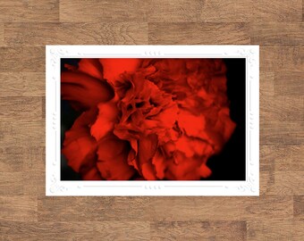 Red Carnation | Floral Flowers Flora Botanical Folded Blank Embossed Greeting Note Card - Photography Gifts Stationery