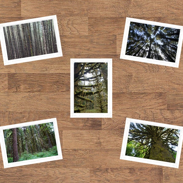 Oregon PNW Coastal Forest Trees Folded Blank Embossed Greeting Note Card Set of 5 - Photography Gifts Stationery