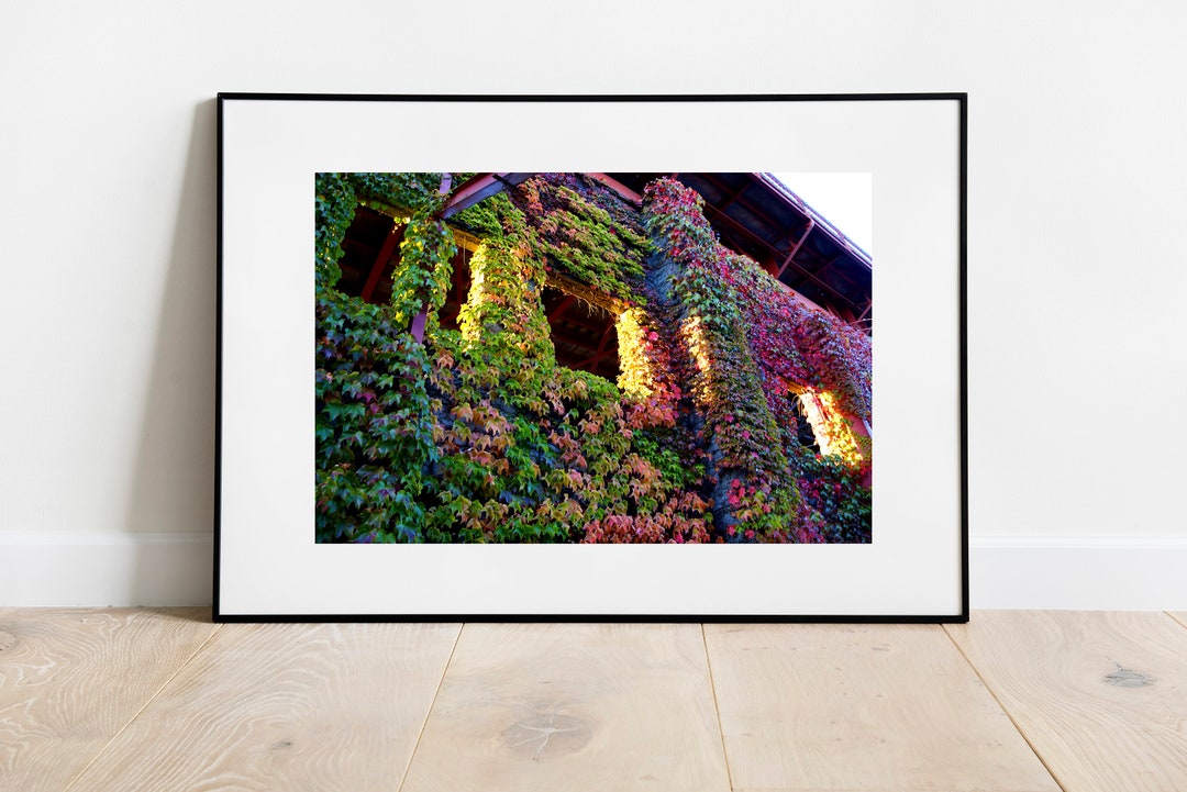 Autumn Vine Climbing Brick Wall Portland Oregon Pacific Etsy España
