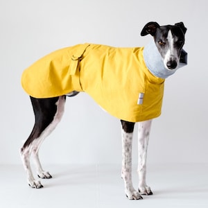 Whippet / Italian Greyhound Coat - The Paddington in Yellow