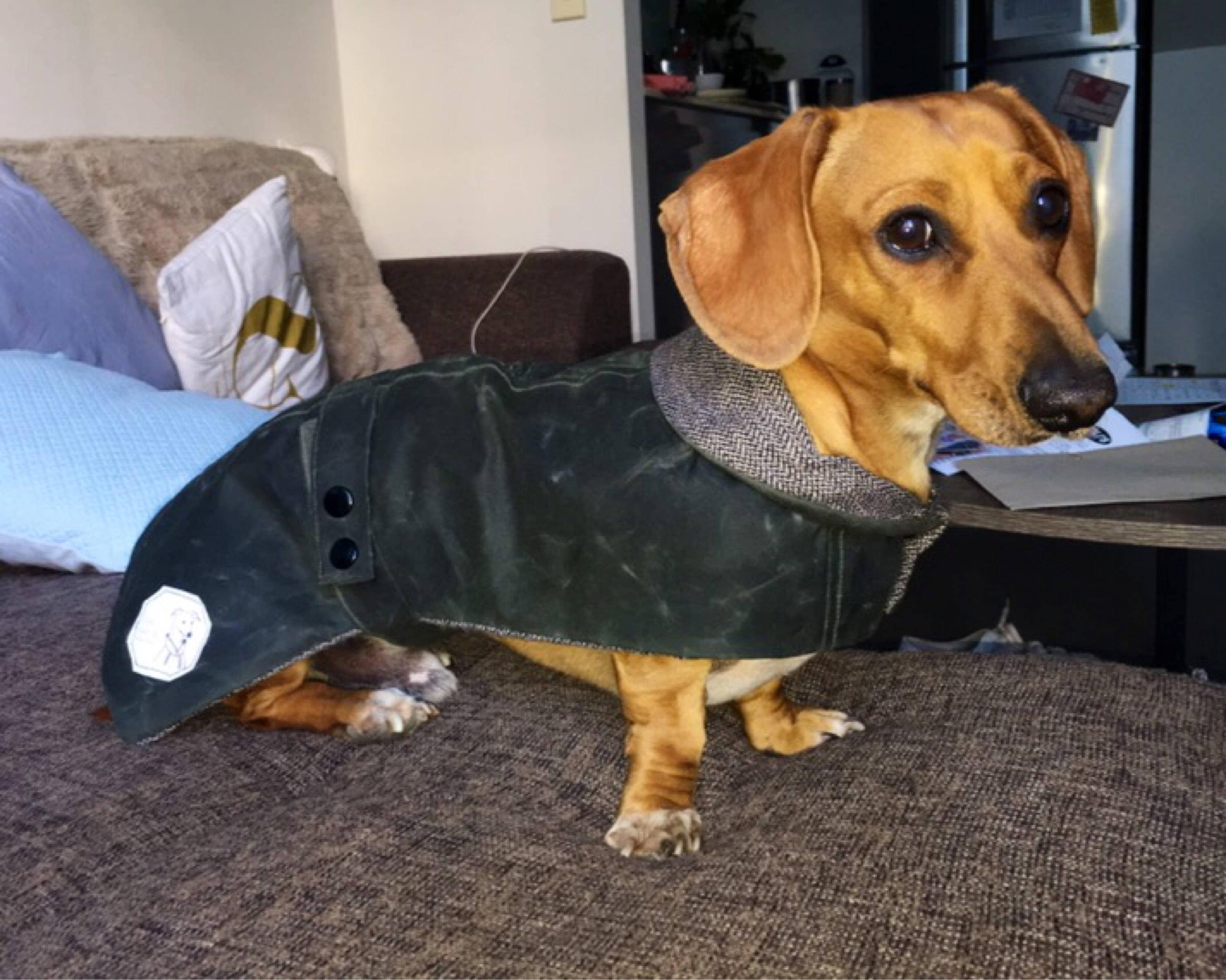 Dachshund Coat Etsy
