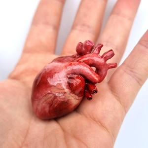 Può includere: Un modello anatomico di cuore dettagliato e dai toni rossi. Il cuore è tenuto nel palmo di una mano aperta, mostrando i suoi intricati dettagli. Il modello sembra essere fatto di un materiale che imita la consistenza e il colore del tessuto reale.