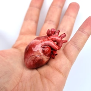 Handmade Anatomical Heart in Wooden Box – Gothic Cabinet of Curiosities Decor, Victorian Macabre Gift