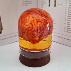 May include: A clear cylindrical resin paperweight containing a detailed, textured orange and red anatomical brain model suspended in a golden-yellow liquid, set upon a solid dark brown circular base, displayed against a medical diagram background.