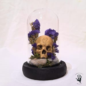 Teca con Teschio Gotico – Decorazione Memento Mori, Oggetto Curiosità, Arredamento Macabro, Idea Regalo Gotica