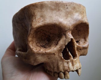 Realistic Anatomical Human Skull Sculpture – Handmade Gothic Decor, Human Skull Replica, Cabinet of Curiosities Art