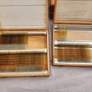 Puede incluir: Dos cajas de madera abiertas que contienen portaobjetos de microscopio. Los portaobjetos están dispuestos en filas y tienen un aspecto translúcido con manchas marrones y amarillas. Las cajas tienen tapas con bisagras y son de madera clara.