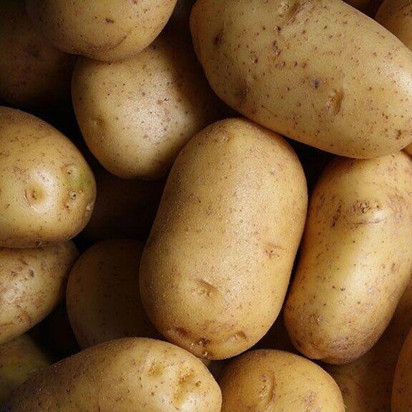 Rocky Mountain Seed Potatoes Russet Potato Bulbs '24 Pesticide Free NON GMO 3 lb