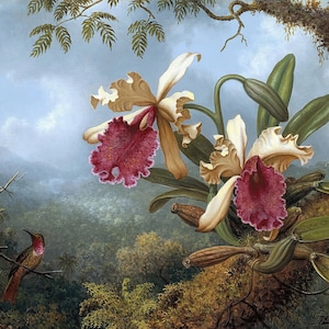 Orchids and Hummingbird Painting by Martin Johnson Heade Art Reproduction