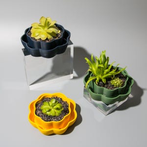 May include: Three flower-shaped planters in dark blue, olive green, and bright yellow. Each planter features a scalloped edge and contains a small green succulent plant nestled in dark soil. The planters are displayed on clear acrylic blocks.