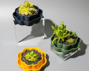 Self-Watering Pinguicula Pot for Mexican Carnivorous Plants – Wavy Low-Profile Planter