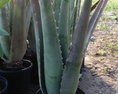 Exellent Medicinal aloe veraL. 1 gallons Barbadensis-3 years