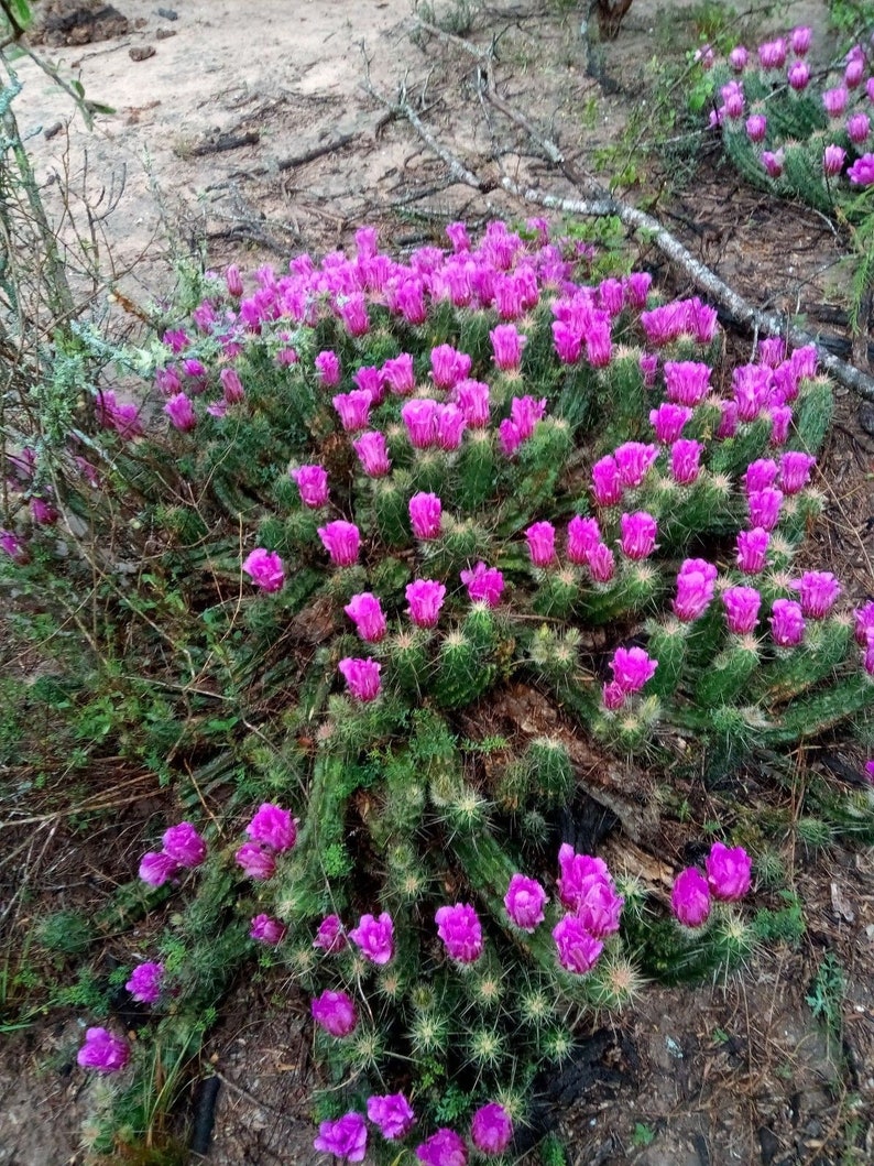 1 Echinocereus hedgehog cactus buy 2 get a 1 free