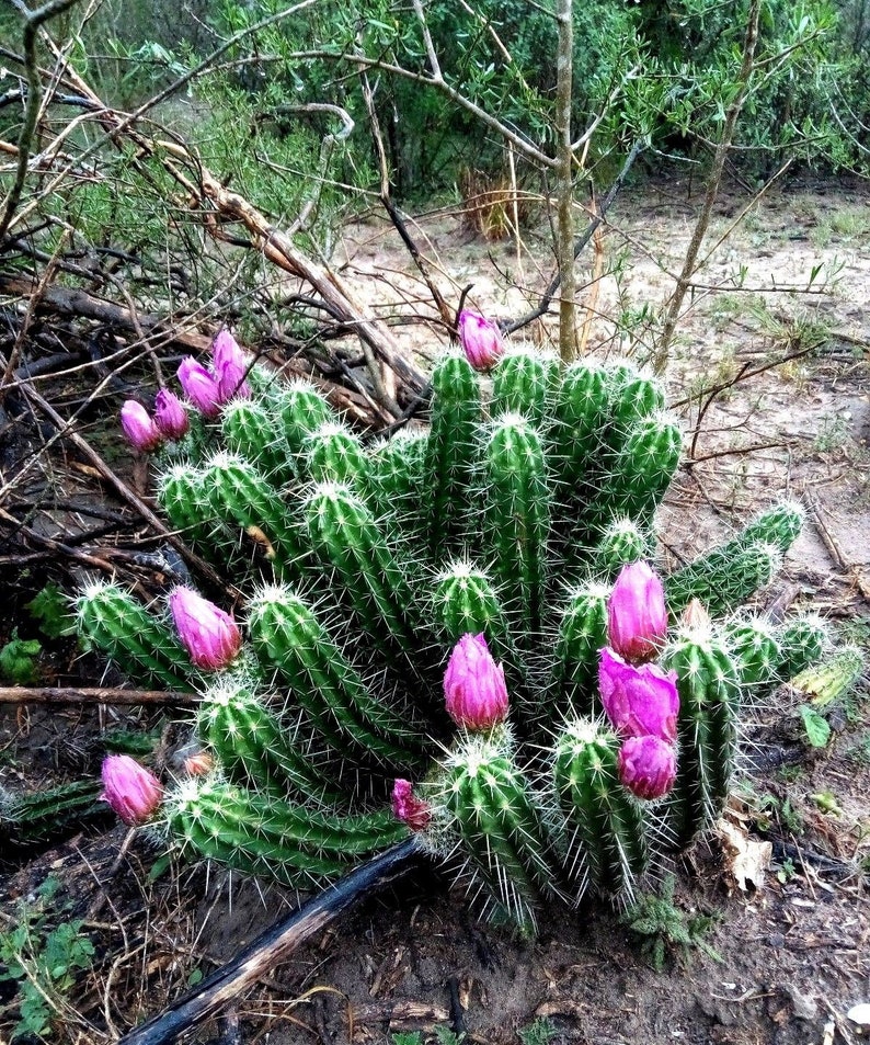 1 Echinocereus hedgehog cactus buy 2 get a 1 free