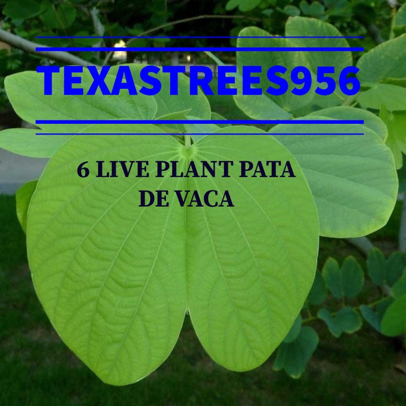 My Image 22