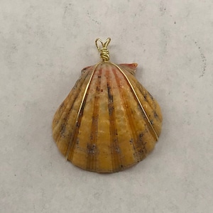 Rare Hawaiian Sunrise Shell Pendant: Gold Filled Wire Wrapped