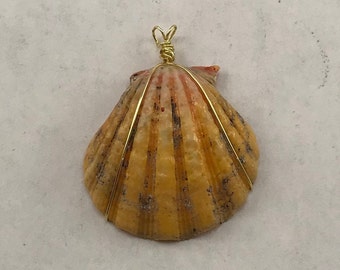 Beautiful Sunrise Shell Pendant, Rare Sunrise Shell, Hawaiian Shell Pendant, Wire Wrapped Shell