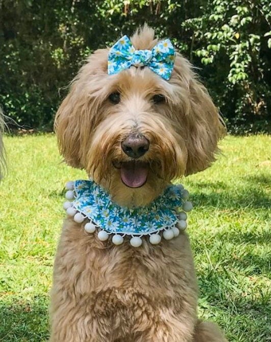 New Spring Dog Ruffle Collar Teal Daisy Dog Scrunchie Dog Etsy