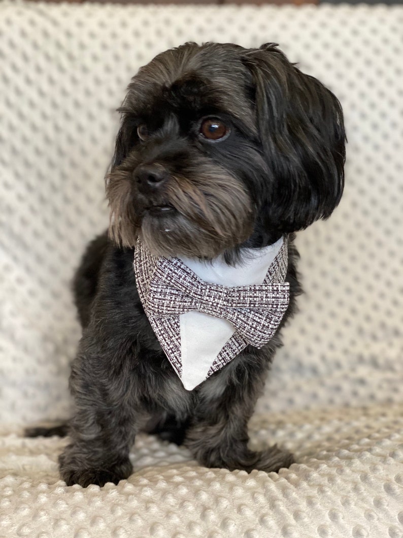 Halloween dog tuxedo bandana, Dog bandana, Snap on Bandana, spooky tuxedo, bandana with bowtie, image 3