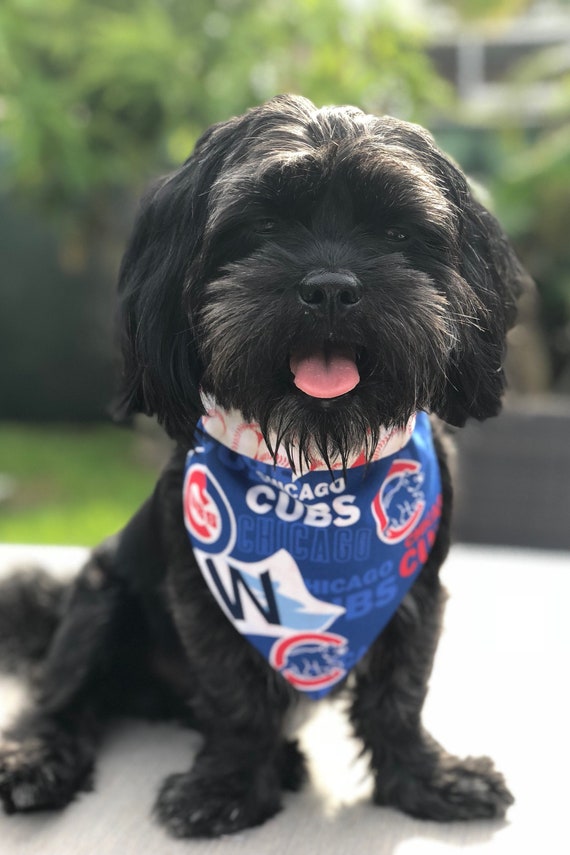 chicago cubs dog