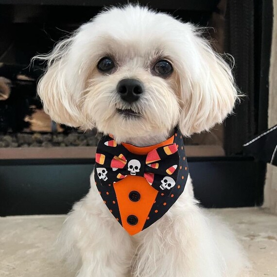 Dog tuxedo sale bandana