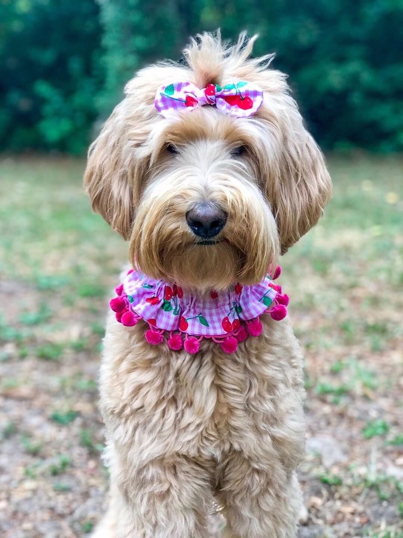Spring Dog Ruffle Collar Light Peach With White Polka Dot | Etsy