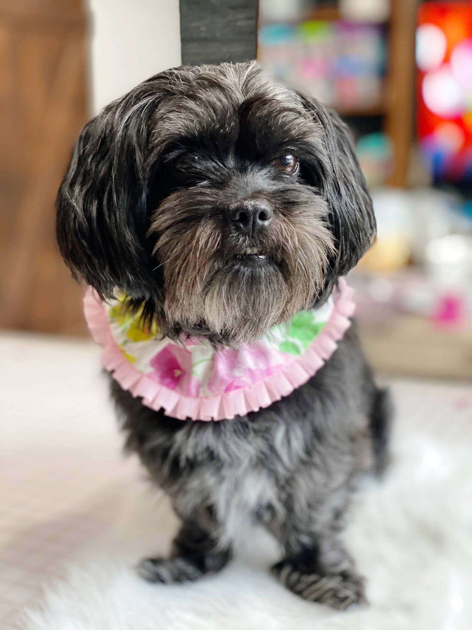 Dog Ruffle Collar Yellow and Pink Floral Dog Scrunchie Dog - Etsy