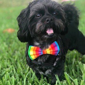 Pride Dog Bowtie, Rainbow bowtie, pet accessories, bow ties, spring dog accessories, dog collar, pet bow tie image 1