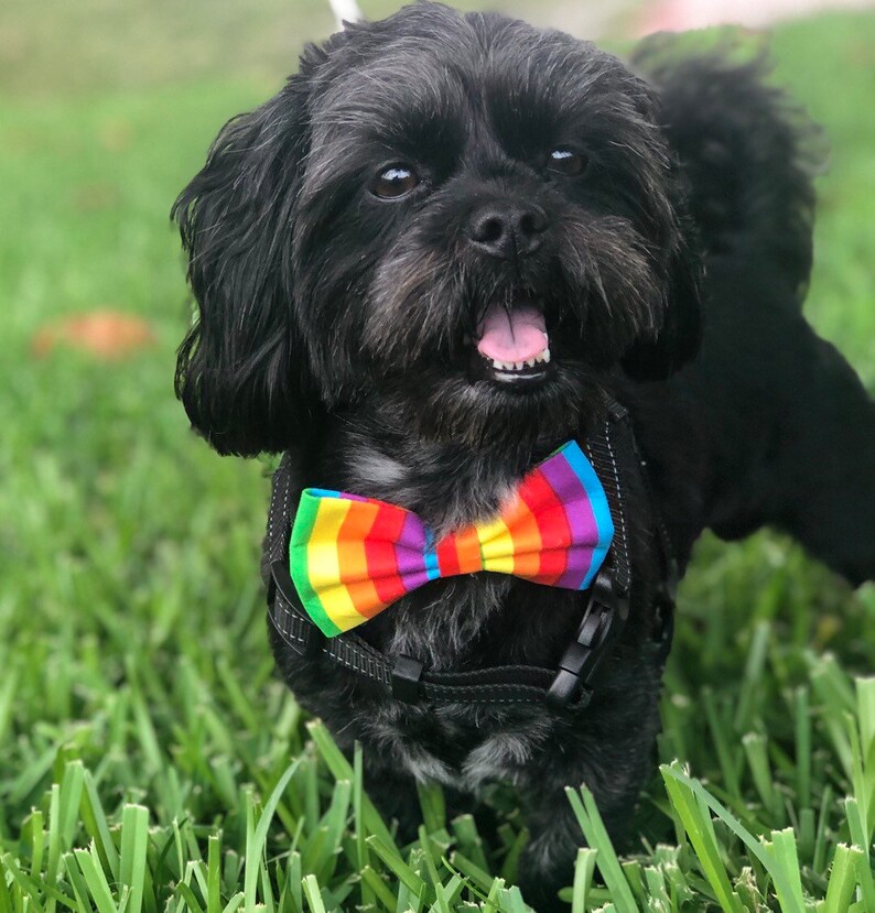 Pride Dog Bowtie, Rainbow bowtie, pet accessories, bow ties, spring dog accessories, dog collar, pet bow tie image 1