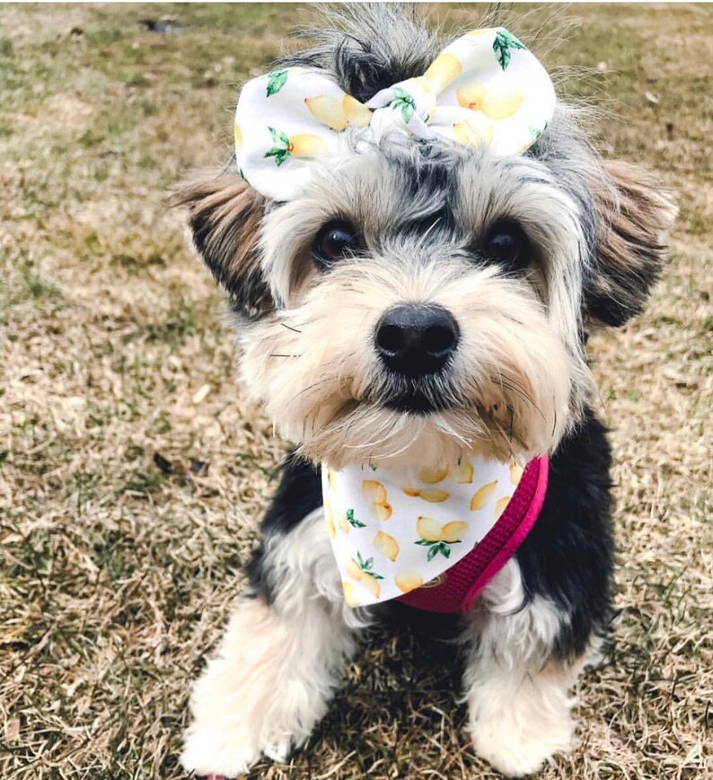 Dog Lemon Guide