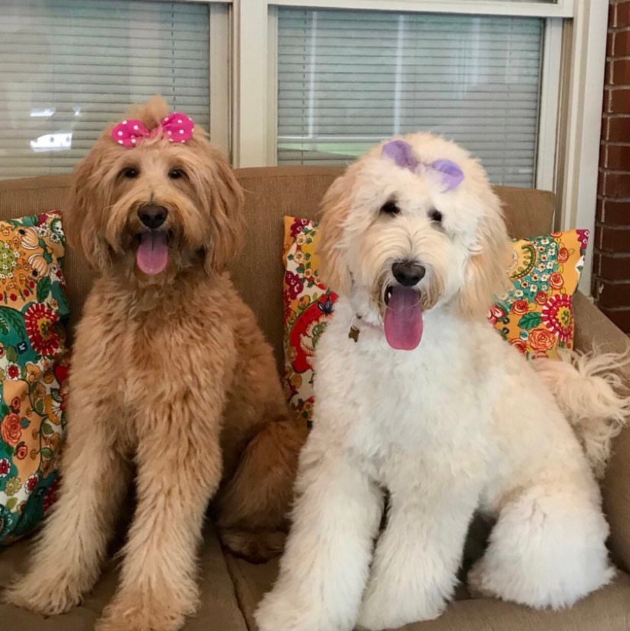 Girl dog hotsell hair bows
