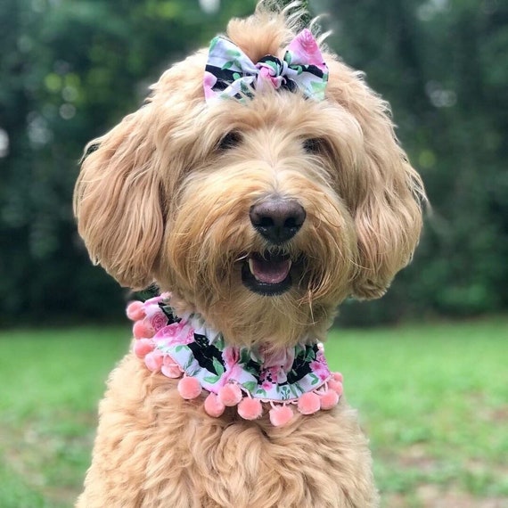 pink bandana dog collar