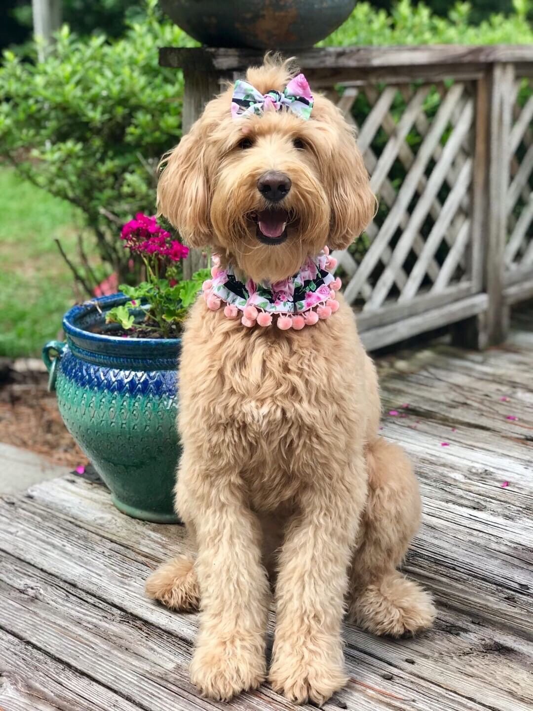 New Dog Ruffle Collar Black & Pink Floral Dog Scrunchie - Etsy