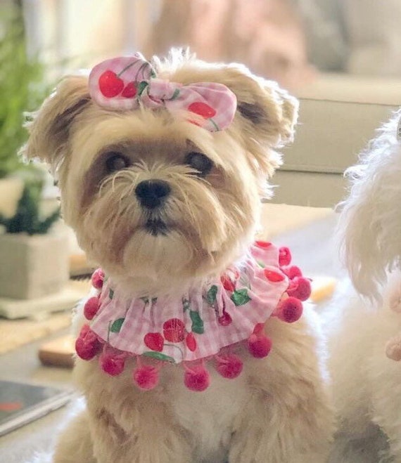 scrunchie dog collar