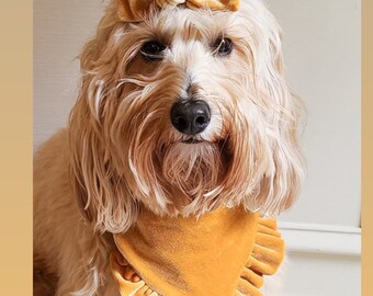 New! Gold Velvet with ruffles Dog bandana, Fancy bandana, Snap on Bandana, Matching hair-bow, Bow and Bandana, fall dog bandanas