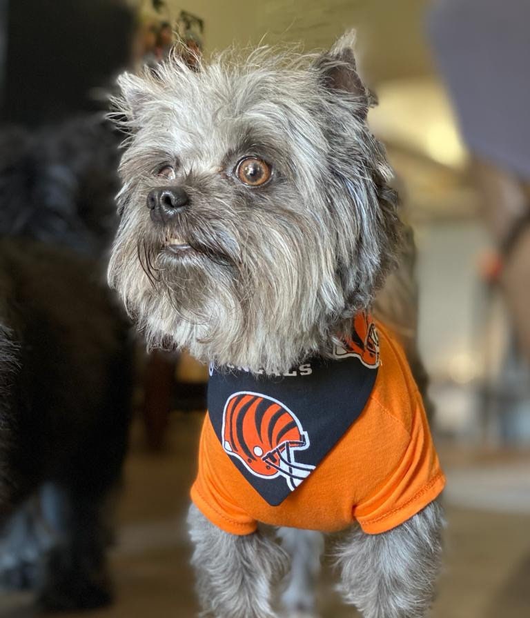 bengals dog gear