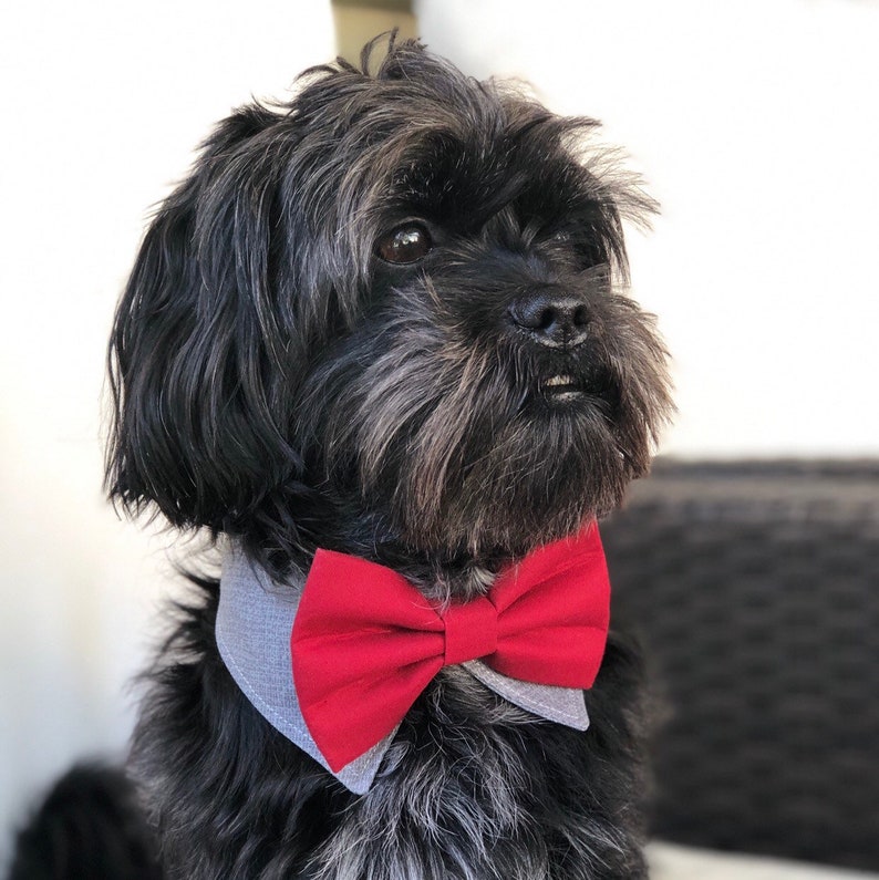 New Dog Bowtie collar tuxedo, Dog Accesorias, Puppy Bow, Pet Scarf, dog formal collar, wedding dog attire, valentines collar image 1